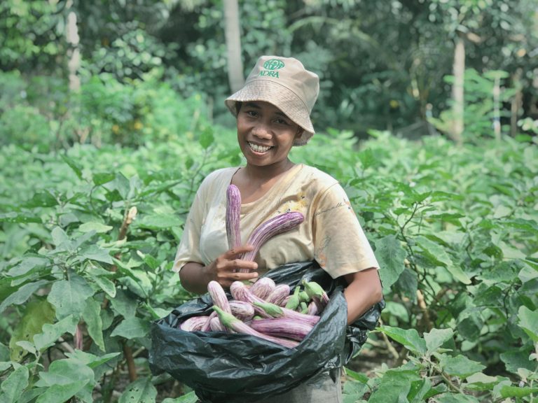 petani terong